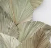 10pcs/lot Real Cattail Fan preserved Dry Natural Fresh Palm leaves Forever plant material for home Wedding Decoration RRD6639
