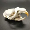 Vero e proprio animale cranio Ondatra zibethicus topo muschiato teschio osseo scheletro biologia campione tassidermia mestiere regalo naturale moda 210610