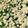 100 stks echte natuurlijke gedroogde geperste bloemen witte daisy geperst bloem voor hars sieraden nagelstickers make-up kunst ambachten 210624