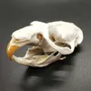 Real Animal Skull Ondatra zibethicus Muskrat skull Bone Skeleton Biology Specimen Taxidermy Craft Natural Gift Fashion 210610