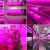 Strips Foxanon 5 M LED-installatie Groet Strip Licht Waterdichte DC 12V HyDstems Growing 60Leds / M Full Spectrum Aquarium Greenhouse