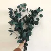 80g / partia, naturalny konserwowany eukaliptus liście bukiet, wieczny suszony kwiat do weselnych akcesoriów dekoracji domu, wyświetlacz 210831