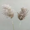 Decoratieve bloemen kransen middelste stuk decor natuurlijk gedroogd riet planten bruiloft bloem bunk pampas tableau gras decoratie phr258c