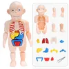 Rompecabezas 3D Montessori, juguete de anatomía del cuerpo humano, aprendizaje educativo, juegos de juguetes ensamblados DIY, herramientas de enseñanza de órganos corporales para niños