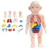 Montessori Puzzle 3D Anatomia del corpo umano Giocattolo educativo Apprendimento Giocattoli assemblati fai da te Kit Strumenti didattici per organi del corpo per bambini3171052