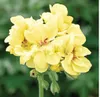 100 PCS Bonsai Stimbing Geranium Flower, Pelargonium Flower, Patio Balcón Planta al aire libre para el jardín del hogar Fácil de cultivar Fácil Crecimiento Natural Variedad de colores Fresh Showy