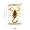 Decorative Objects & Figurines Insect Artificial Amber Jewelry Scorpion Locust Specimen Biology Teaching Aid Paperweight Center Decor Crafts