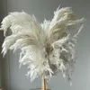 20人の茎の白い色の結婚式の使用花の束の本物の乾燥パンパス草ブーケ自然な植物家の装飾