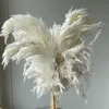 20 steli colore bianco matrimonio uso mazzo di fiori vera pampa essiccata erba bouquet piante naturali decorazioni per la casa216q