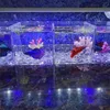 Аквариумы Betta Fish Tank Золотая прозрачная пищевая пластиковая изоляционная квадратная коробка с крышкой Аквариумные аксессуары153R