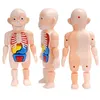 Rompecabezas 3D Montessori, juguete de anatomía del cuerpo humano, aprendizaje educativo, juegos de juguetes ensamblados DIY, herramientas de enseñanza de órganos corporales para niños