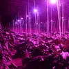 LED a LED a spettro completo Luce 18W E14 E27 GU10 Spotlight Lampada Pianta di fiori Sistema idroponico Sistema di verdure Luci da tenda a scatola 244K