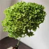 1BUNch 40x20cm 30Colors Anna Hydrangea hela grenen bevarad torkad blommebukett Pograf Hem Desktop Garden Decoration 211027237T