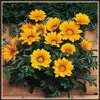 100 adet / torba Karışık Renk Gazania Rigens Çiçekler, Ev Bahçesi için Çiçek Bitkileri, Bonsai Bitki Kapalı Dış Mekan Dikim Arıtma Hava Sarim Gazlar Emmek