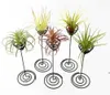 Décorations de jardin en gros support de support de plante d'air fer noir spirale fleur AirPlant conteneur Tillandsia DAS99