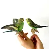 剥製詰め物Eurasian Parrot標本教育装飾2107274161673