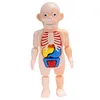 Montessori Puzzle 3D Anatomia del corpo umano Giocattolo educativo Apprendimento Giocattoli assemblati fai da te Kit Strumenti didattici per organi del corpo per bambini3171052