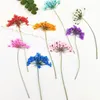 Decorative Flowers & Wreaths 12pcs Dry Flower DIY Epoxy Resin Handmade Crafts Filling Materials Filler Dried Time Stone Jewelry Making Desk
