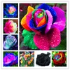 100 pcs Rose Seeds Paisagismo decorativo Proteção de radiação Variedade de crescimento natural de cores para uma residência de verão embelezando e purificação de ar