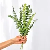 الزهور الزخرفية أكاليل 10 قطع حقيقي الأوكالبتوس الطبيعي الأوراق المجففة زهرة الزفاف تزيين eucalipto ينبع للمنزل الحلي diy الأخضر