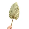 1pc Dried Flower Natural Pu Fan Leaf For DIY Home Shop Display Decoration Materials Preserved Leaves Palm Tree For Wedding Decor 12051518