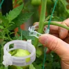 プランターポット野菜トマトプラスチック製のトレリスクリップのサポートのための50 / 100pcの供給をサポートする植物の桐ケージガーデニング