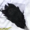 Dekoratif Çiçekler Çelenkler 1 ADET Siyah Kurutulmuş Buketleri Bitki Stems Reed Gerçek Çiçek Pampas Düğün Craft Çekim Çim Dekor Doğal Çekim D