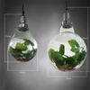 Nordiskt kafé te säte glas växt växer ljus stor glödlampa led spotlight matsal vardagsrum pastoral boll gröna växter ljuskrona