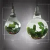 Planta de vidro de assento de chá de café nórdica Grow Light Big Bulbo Led Spotlight Room de sala de estar Plantas verdes pastoral Ball Plantas verdes Chandelier