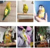 Inne zaopatrzenie ptaków wielokrotnego użytku Parrot Flight garnitury pieluszki Latające kombinezony wkładki do pieluszki