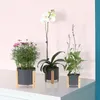 Nórdico Minimalismo Estilo Marca Dragão Ferro Arte Vaso Tabletop Plant Flor De Flores Casa Casa Decoração Decoração Base De Madeira Plantadores Potenciômetros