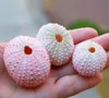 Wholesale Decorations Air Plants Holders Natural Sea urchin Shell Wall Hanger Handmade Rope Hanging Plant with Ropes for Home Decoration