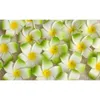 Dekorativa blommor kransar festliga leveranser hem trädgård droppleverans 2021 100 st 7cm hela plumeria hawaiian skum frangipan250i