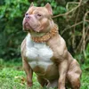 Hundehalsband mit 2 Breiten, Spikes und Nieten, für mittelgroße und große Hunde, Pitbull, Deutscher Schäferhund, PU-Leder, Haustierhalsbänder, coole Mode, X0703233T