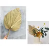 1 % сушеный цветок натуральный лист вентилятора PU для DIY Home Shop Display Material Materials Severved Leving Palm Tree для свадебного декора 16732321