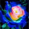100 pcs Rose Seeds Paisagismo decorativo Proteção de radiação Variedade de crescimento natural de cores para uma residência de verão embelezando e purificação de ar
