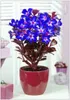 2 Pcsbag Blue Desert Rose Flower adenium obesum Bonsai Flower Double Petals potted plant home garden Fast Growing Planting Season6199775