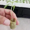 50st Soilless Hydroponic Grönsaker Nursery Pots Rock Wool Culture System Cubes Water Planting för Home Garden Planters
