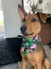 Köpek Giyim İlkbahar Yaz Köpekler Bandana Meyve Tropikal Tarzı Polyester Kedi Eşarp Yavru Üçgen Önlükler Evcil Aksesuarları KDJK2106