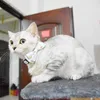 10色ファッションフラワーキャットカラーブレイクアウェイベルと蝶ネクタイ調整可能な安全キティの子猫セット小さな犬ペットカラーパーティー休暇レッド