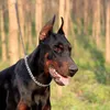 Benepaw Rvs Slip P PET HONDKETTING Comfortabele Heavy Duty Training Choke Kraag voor Honden bedekt met Galvanic Plating 210729