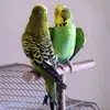Papegojor fågelstativ bar papegoja bett tugg leksaker swing djur konsol trä vila spela perches levererar fågelcage tillbehör