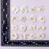 120 pcs Pressé Séché Blanc Consolida Ajacis Fleur Plantes Herbier Pour Résine Bijoux Fabrication Carte Postale Cadre Téléphone Cas Artisanat DIY