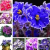 Jardim fornece grande promoção! 100 pçs / bolsa africano violetas sementes de flores raras jardins bonsai perene flor de semente de flor completa semente violeta misto9299