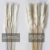 Natural Real Pampas Grama Tabela Secada Flores Decoração Boho Plantas Artificiais Mariage Home Decoração Casacão Acessórios de Natal 210925