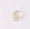 Pressionado Secado Narcissus Plum Flor Flor com caixa para Epoxy Resina Jóias Fazendo Nail Art Craft DIY Acessórios 1274 v2