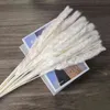 Naturliga Real Pampas Grass Table Torkad Blommor Inredning Boho Konstgjorda Växter Mariage Heminredning Bröllop Jul Tillbehör 211122