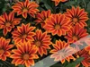 100pcs / sac couleur mélangée Gazania Rigens Fleurs, plantes de fleurs pour jardin à la maison, plante de bonsaï pour la plantation extérieure intérieure purifie l'air absorbant les gaz nocifs