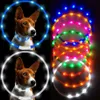 LED PET Собака Воротник Ночь Безопасность Светящиеся Светящиеся Очастовки Зеевые Кольцо Для Собаков Кошек Учебные Продукты Щенок USB Зарядка Регулируемая