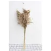 real pampas grass decor natural dried flowers plants wedding flowers dry flower bouquet fluffy lovely for holiday home decor 494 R2